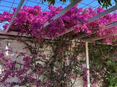 Altra particolarit� dell�Airiciclotteri � la natura che domina tutto intorno all�area con alberi e piante quali bouganville...